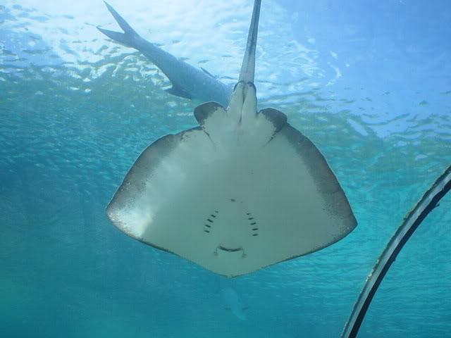 Name:  pictures039.jpg
Views: 71
Size:  34.1 KB
