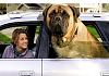Some JERKS stole my gas!!!-mastiff-car.jpg