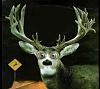Stupid Deer!-deere-headlights.jpg