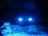 Halo projecter lights,bodykits ?-dsc01179.jpg